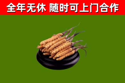 姜堰区回收冬虫夏草